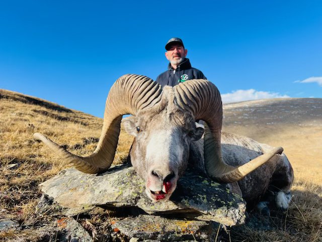 Mongolia Argali