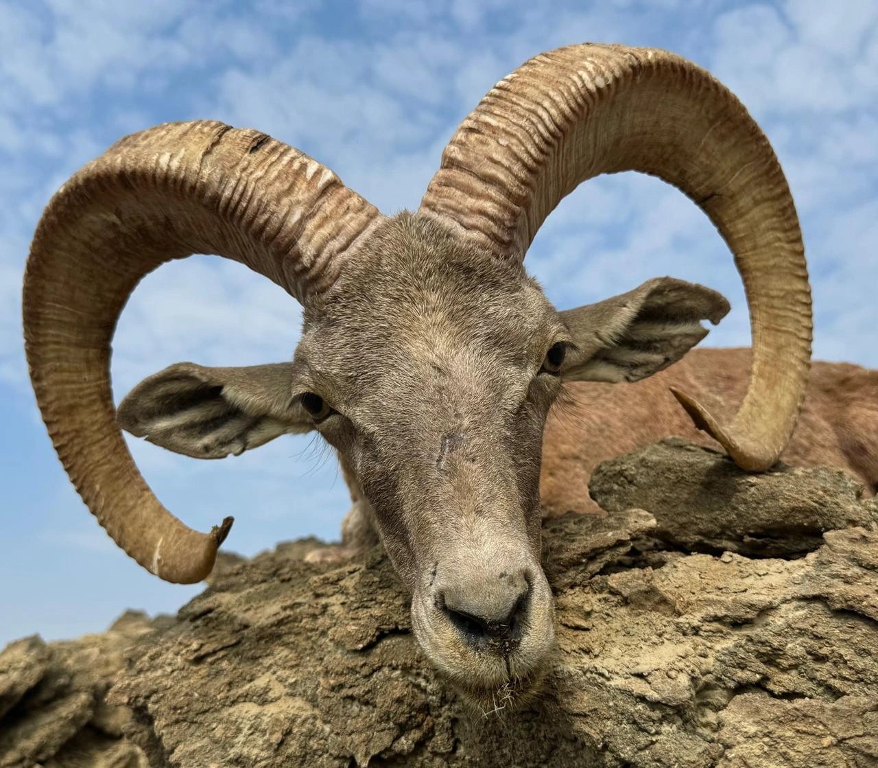 Blandford Urial & Sind Ibex
