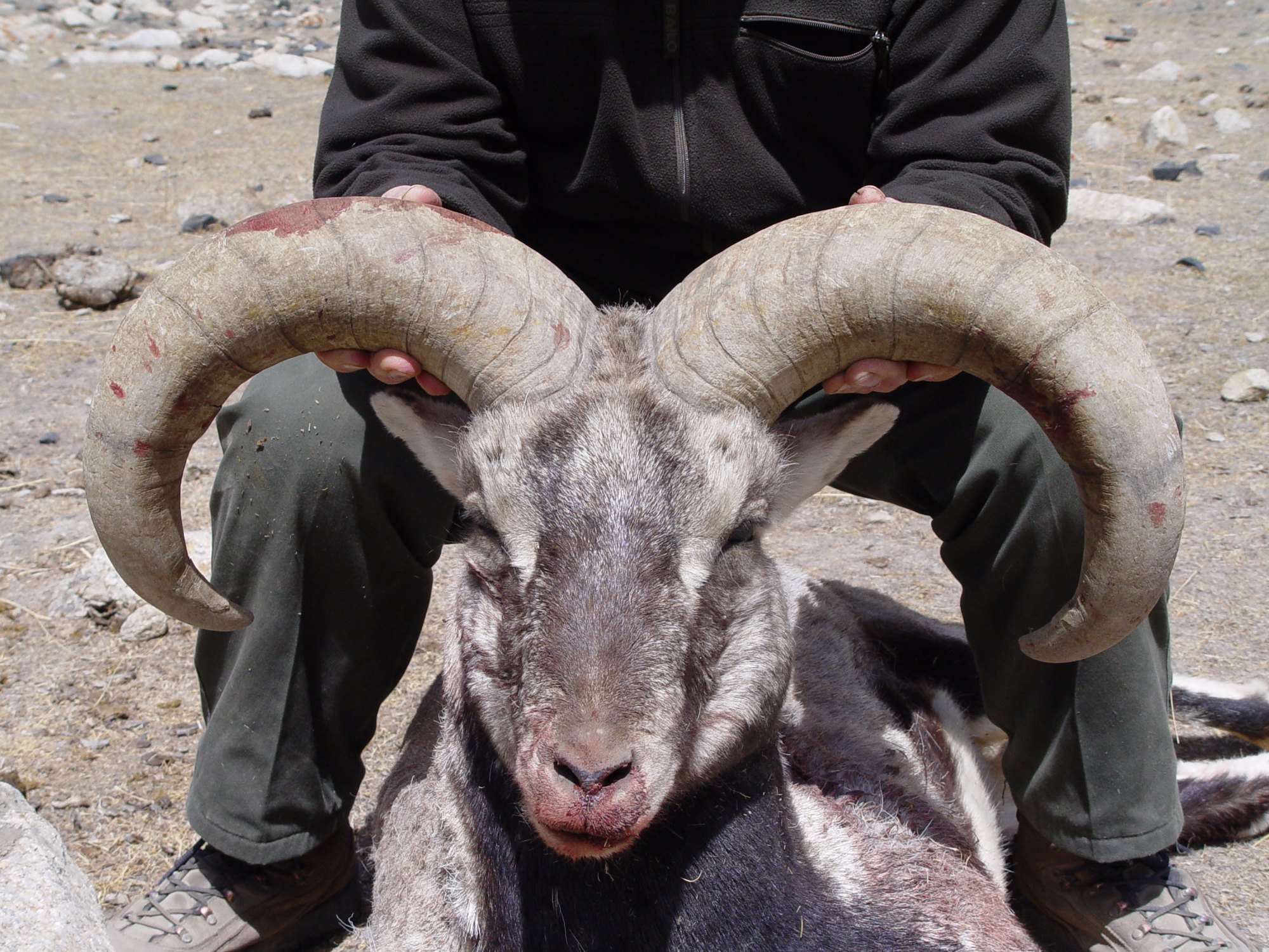 Pakistan Blue Sheep