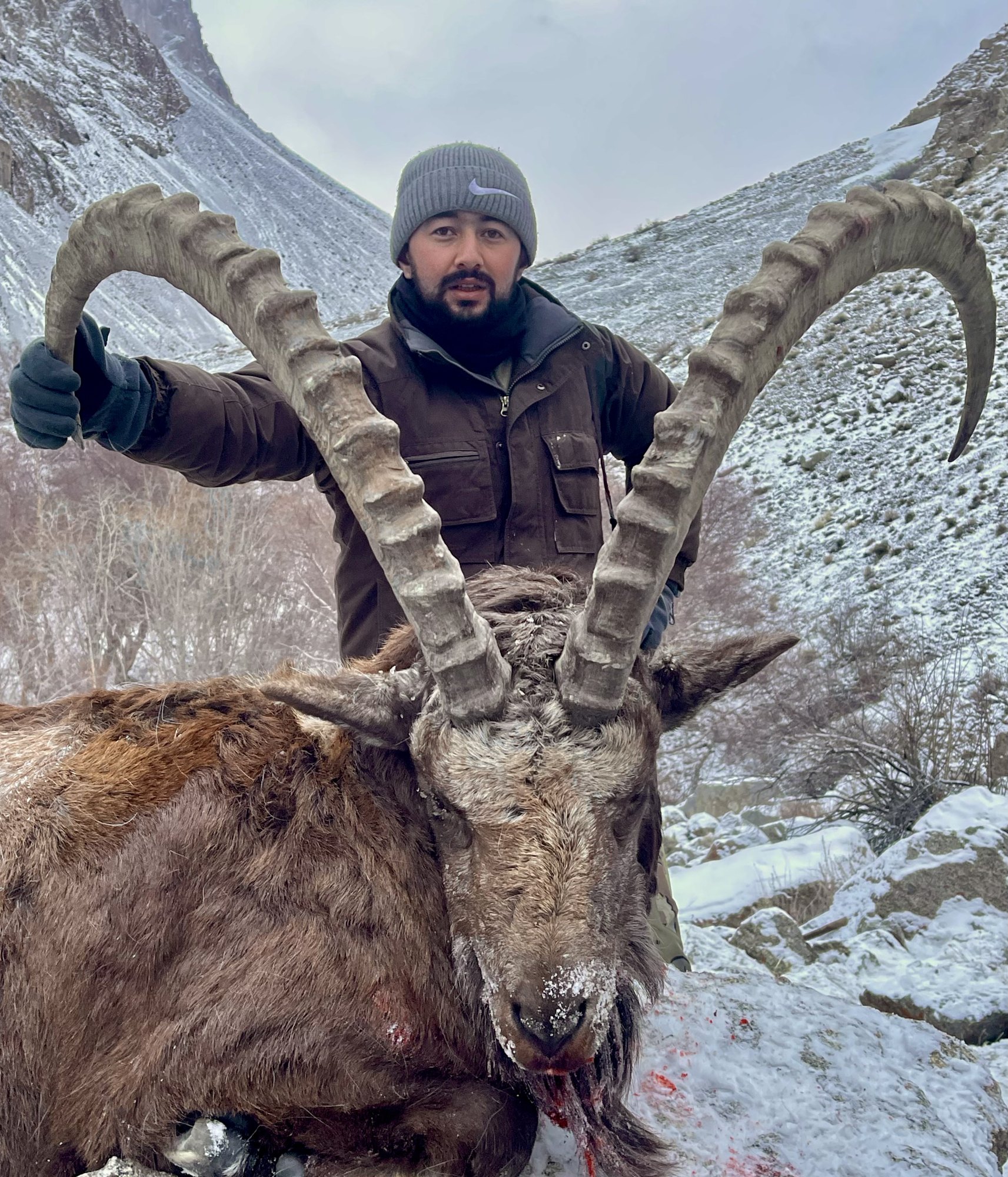 Pakistan Himalayan Ibex