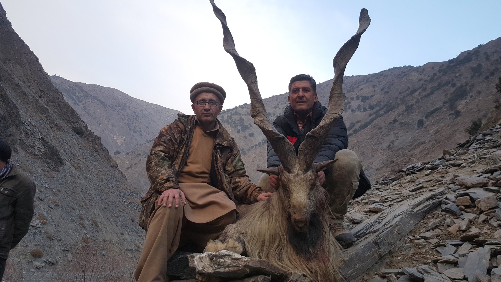 Pakistan Kashmir Markhor